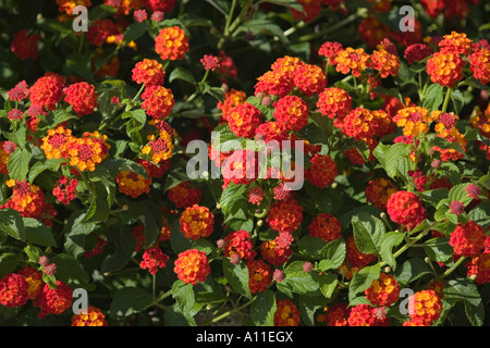 Una fioritura lantana ammassarsi (Lantana camara). Il Portogallo. Massiccio de lantane (Lantana camara) en fleurs (Portogallo). Foto Stock