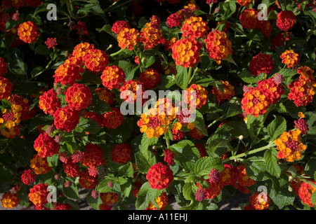 Una fioritura lantana ammassarsi (Lantana camara). Il Portogallo. Massiccio de lantane (Lantana camara) en fleurs (Portogallo). Foto Stock