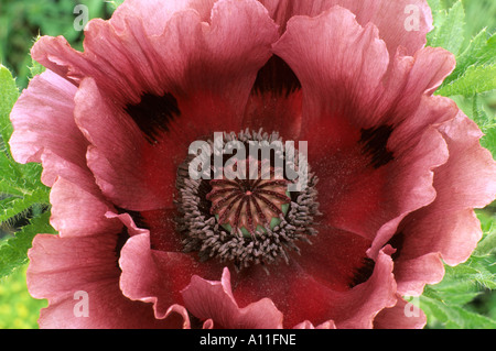 Papaver orientale " Patty prugna dell' oriental papavero, prugna, rosa fiori colorati, pianta di giardino, orticoltura, papaveri Foto Stock