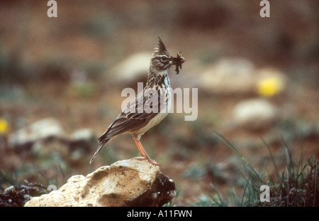 Thekla Lark Galerida theklae adulto arroccata su una roccia con il becco pieno di cibo, Sepulveda area, Spagna Foto Stock