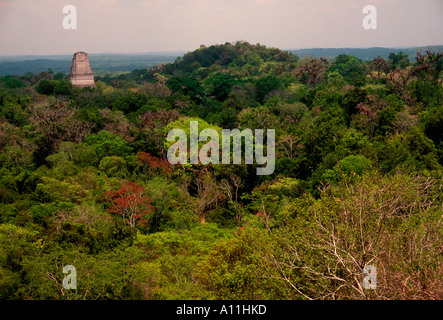 Tempio, giungla, giungla tettoia, Tikal, Parco Nazionale di Tikal, El Petén, El Petén Reparto, Guatemala Foto Stock