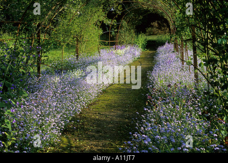 "Dimenticare me not', Myosotis, nel tunnel di rose non ti scordar di me Foto Stock