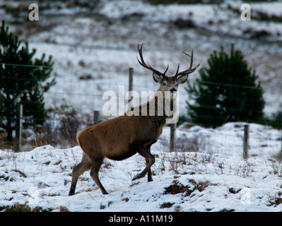 Red Deer cervo (Cervus elaphus), nei pressi di Rannoch Moor Lochaber Highlands scozzesi guardando con neve sul terreno Foto Stock