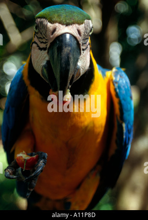Golden Macaw mangiare berry Pantanal Brasile. Foto Stock
