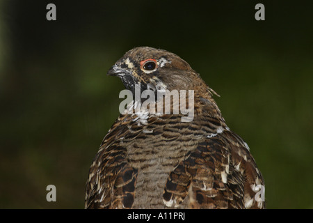 BONASA BONASIA, HASELHAHN Foto Stock