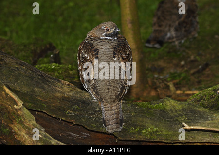 BONASA BONASIA, HASELHAHN Foto Stock