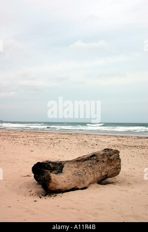 Driftwood su Bamborough Seashore, Northumberland. Foto Stock