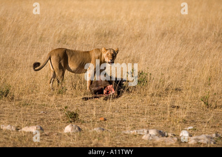 Leonessa a custodire una fresca ucciso gnu in Masai Mara Kenya Africa orientale Foto Stock