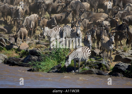 Wildebeests e zebre attraversando il fiume Mara in Masai Mara Kenya durante la migrazione annuale a sud verso il Serengeti Foto Stock