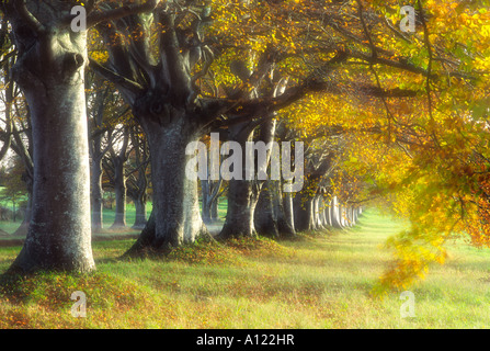 Faggio avenue vicino anelli Badbury contea di Dorset England Regno Unito Questa fotografia è stata presa il 18 novembre 2006 Foto Stock