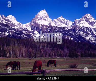 I cavalli pascolano tranquillamente sotto il snowclad cime delle alte montagne del Parco Nazionale di Grand Teton in Wyoming Foto Stock