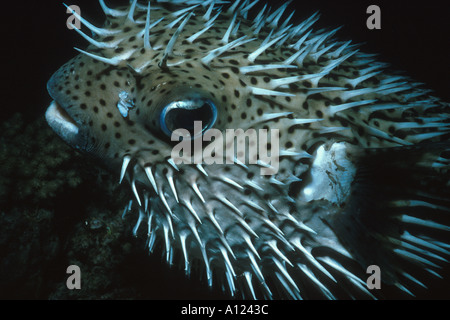 Close up di un porcospino Pufferfish Diodon hystrix gonfi di notte Sanganeb Reef Sudan Mar Rosso Foto Stock