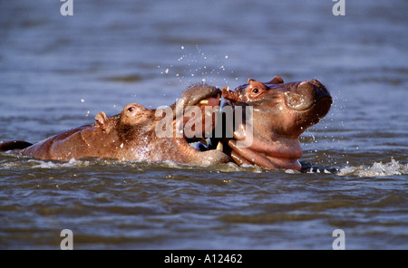 Ippopotamo e vitello Parco Nazionale Kruger Sud Africa Foto Stock