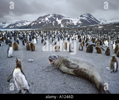 Re colonia di Pinguini St Andrews Bay Georgia del Sud Foto Stock