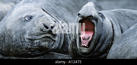 Le guarnizioni di tenuta di elefante Hannah punto Antartide Foto Stock