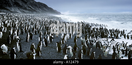 Pinguini Chinstrap Hannah punto Antartide Foto Stock