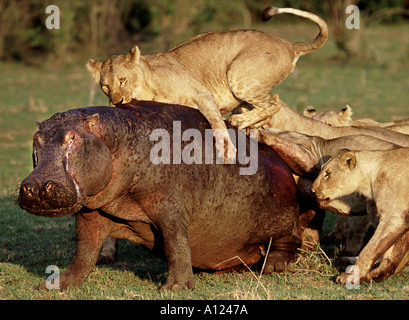 Leoni che attaccano ippona Masai Mara Kenya Foto Stock