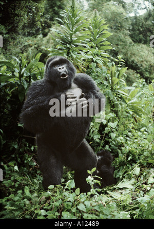 Silverback gorilla di montagna battendo il suo petto Ruanda fotografo Sjaak van den Nieuwendijk Foto Stock