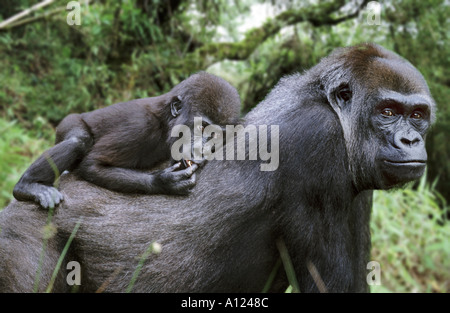 La madre e il bambino pianura gorilla Foto Stock