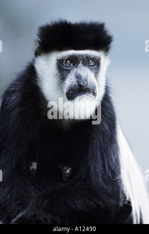 Black and White Colobus Monkey Elsamere Kenya Foto Stock