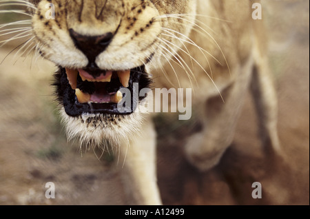 Leonessa ululano Sud Africa Foto Stock