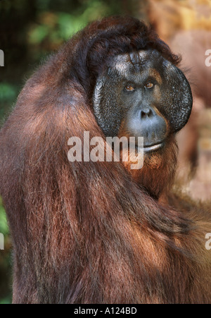 Maschio maturo orangutan Tanjung messa Borneo Foto Stock