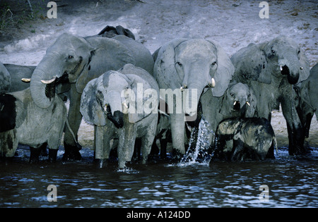 Una mandria di elefanti di bere di notte fotografato da una barca sul fiume Chobe Botswana Foto Stock