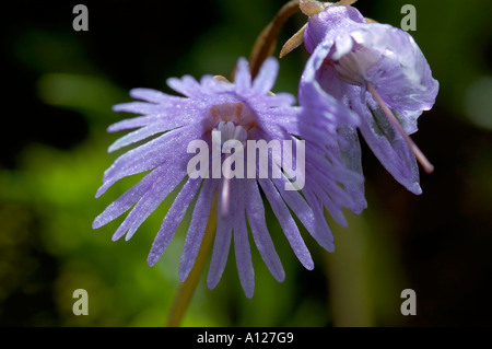 Alpine Snowbell Soldanella alpina Foto Stock