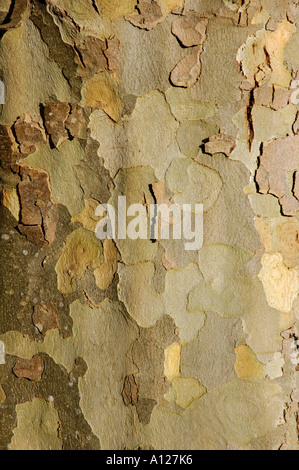 Piano di Londra di corteccia di albero Platanus x hispanica Foto Stock