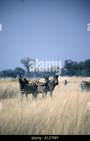 Un gruppo di zebre orologi la telecamera prudentemente in Okavango Delta, Botswana Foto Stock
