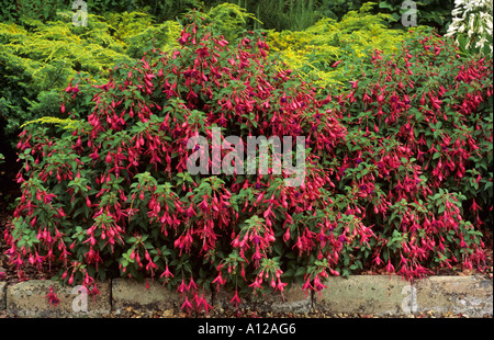 Fuchsia 'Tom Thumb' nelle regioni di frontiera Foto Stock