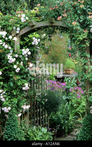 Rosa "Paul's Himalayan Musk', lonicera, arco di giardino, bianco rambling rosa rampicante, caprifoglio rose Foto Stock