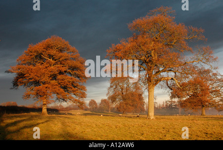 Pecore pascolano sotto coppia alberi di quercia Foto Stock