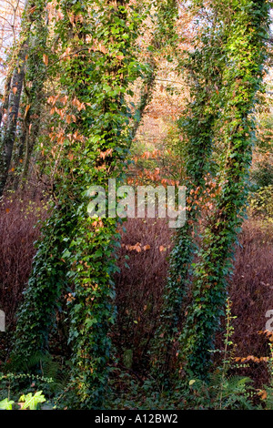 Alti alberi sottili coperte di edera che cresce in un bosco di Ardagh, County Limerick, Irlanda. Foto Stock