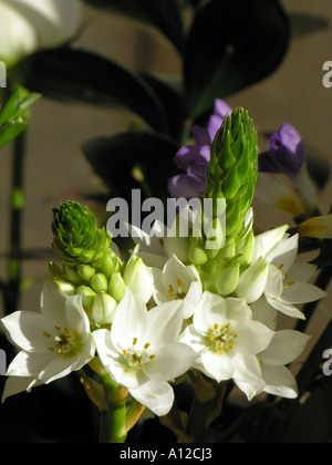 Orticoltura. CHINCHERINCHEE. ORNITHOGALUM THYRSOIDES. Stella di Betlemme Foto Stock