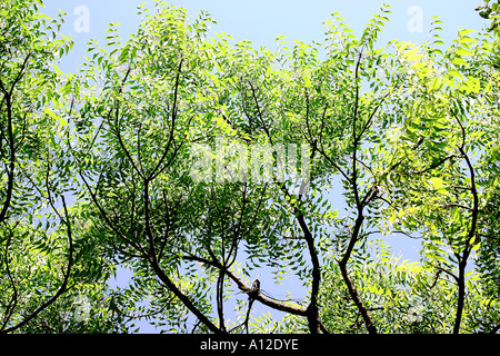 Albero di Neem foglie verdi foglie rami ramo usato in Ayurveda indiano antico sistema di medicina nei pressi di Malegaon Maharashtra India Foto Stock