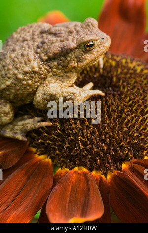 Un rospo seduto su un fiore di marrone e arancione girasole Foto Stock