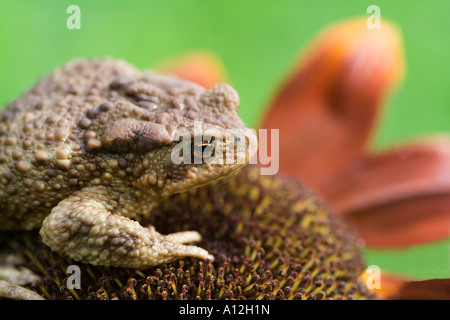 Un rospo seduto su un fiore di marrone e arancione girasole Foto Stock