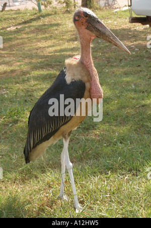 Una marabou stork in posa di Kampala, Uganda Foto Stock