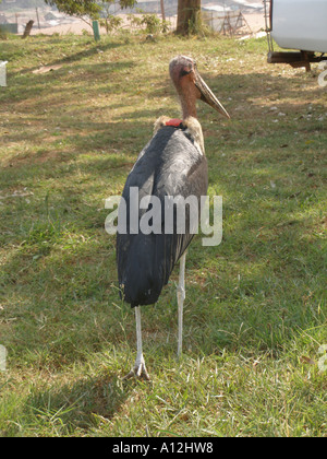 Una marabou stork in posa di Kampala, Uganda Foto Stock