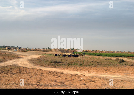 Marzo 2003 vicino ad Diwaniyah Iraq noi elicotteri pattuglia il cielo di Iraq come Marines passare verso Bagdad Kit R Roane Foto Stock