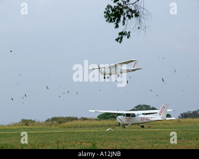 Aeromobili leggeri facendo un passaggio su una pista in mezzo a un flok di uccelli su Bulago isola del lago Victoria, Uganda Foto Stock