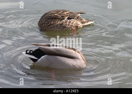 Maschio e femmina le anatre bastarde con terminazioni in la alimentazione di aria dal fondo del lago. Crystal Palace Park, Sydenham, Londra, Inghilterra Foto Stock