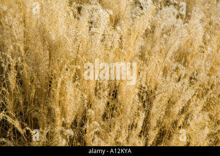 Miscanthus sinensis poco gattino erba ornamentale teste di seme in Autunno colori Foto Stock