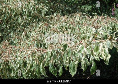 Cornus controversa variegata variegata arbusto da giardino Foto Stock