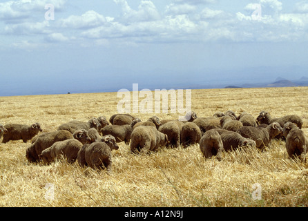 Pecore Merino pascolo stoppie di grano vicino a TIMAU KENYA AFRICA Foto Stock