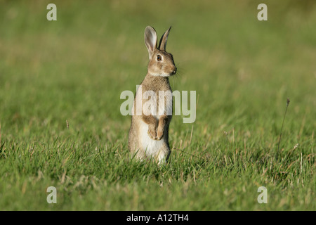 Coniglio oryctolagus cuniculus IN PIEDI IN ALLERTA IN PRATO ESSEX AGOSTO Foto Stock