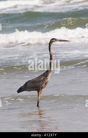 Airone blu (Ardea erodiade) sulla riva del mare Padre Island TX USA Foto Stock