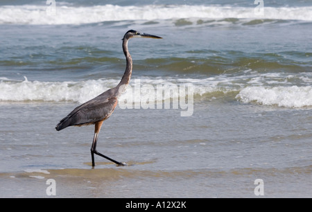 Airone blu (Ardea erodiade) sulla riva del mare Padre Island TX USA Foto Stock