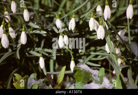 Primo piano di Snowdrops fiori bianchi fiori bianchi fiori bianchi in inverno latino galanthus nivalis Inghilterra UK Regno Unito GB Gran Bretagna Foto Stock